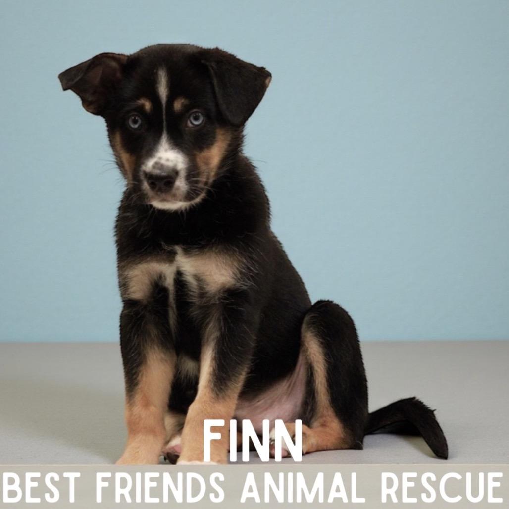 Enlarge Finn, a Adoptable German Shepherd Dog in Wasilla, AK image 1/1