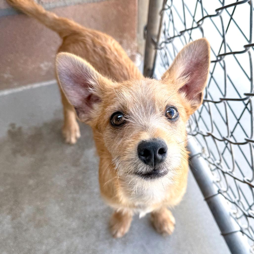Roscoe, Adoptable, Puppy Male Chihuahua & Terrier.