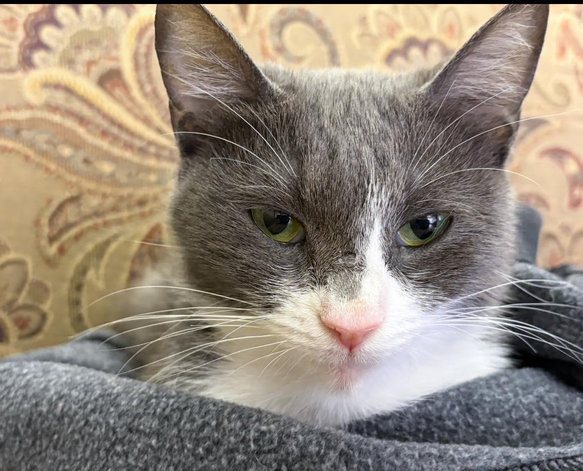 Enlarge Alice, a ADOPTABLE Domestic Short Hair in Webster, NY image 1/1