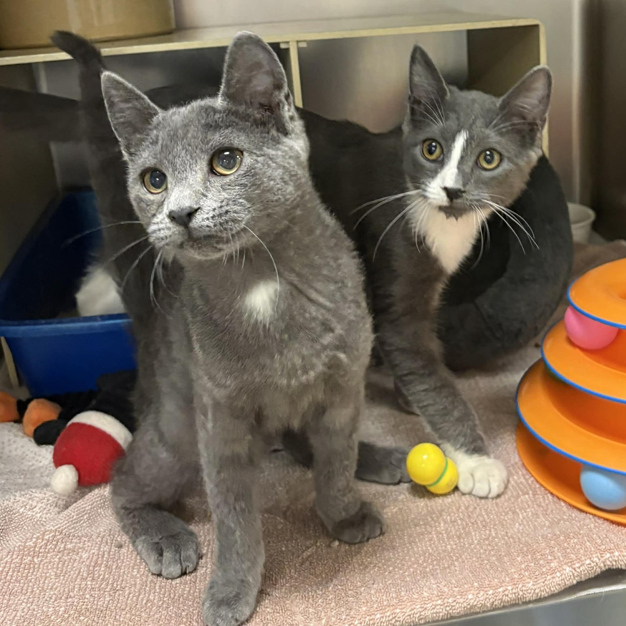 Ben & Jerry!, an adopted Domestic Short Hair in Cape May Court House, NJ image 1/4