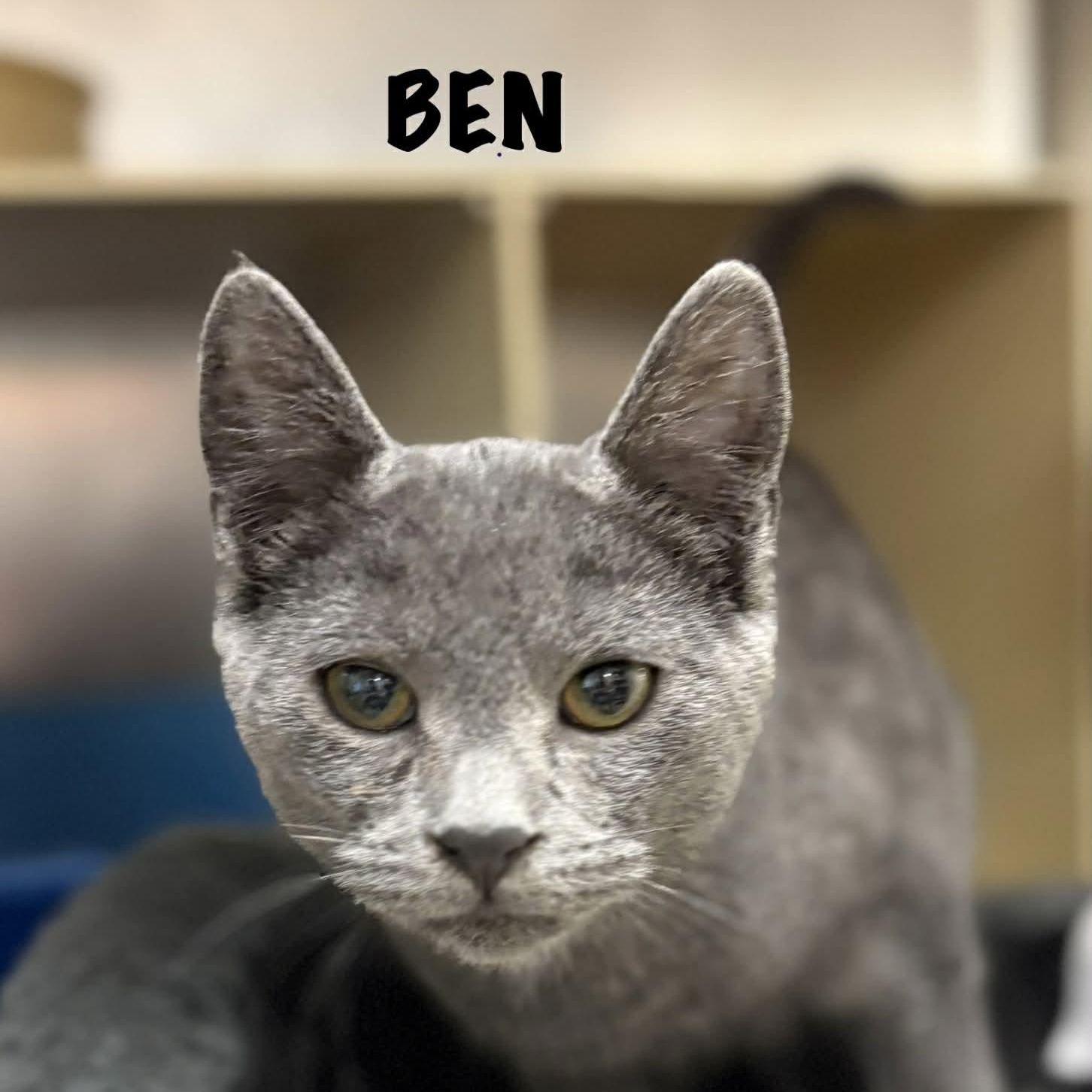 Ben & Jerry!, an adopted Domestic Short Hair in Cape May Court House, NJ image 4/4