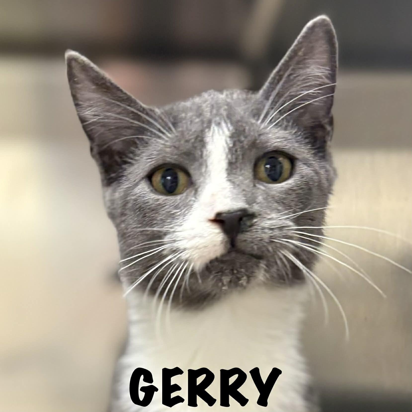 Ben & Jerry!, an adopted Domestic Short Hair in Cape May Court House, NJ image 3/4