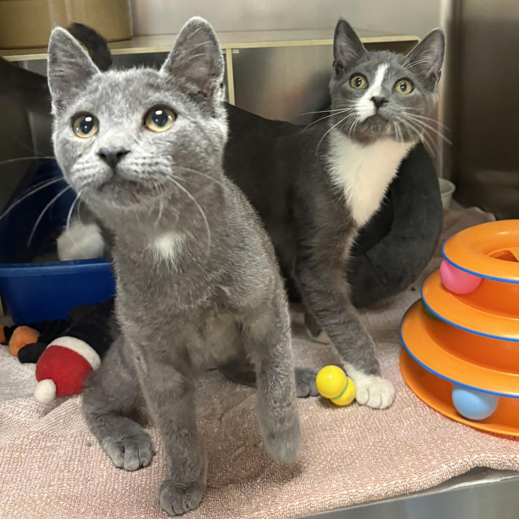Ben & Jerry!, an adopted Domestic Short Hair in Cape May Court House, NJ image 2/4
