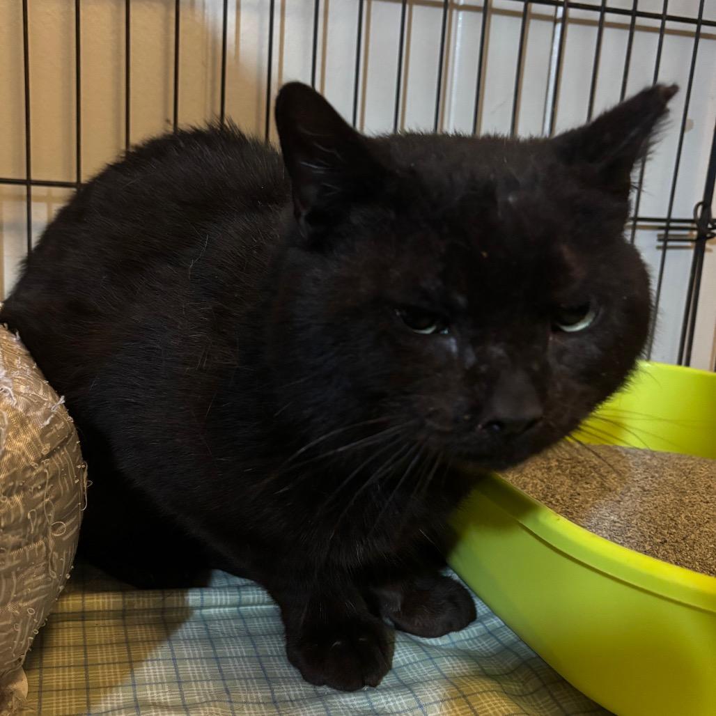 Happy Camper, Adoptable, Senior Male Domestic Short Hair.