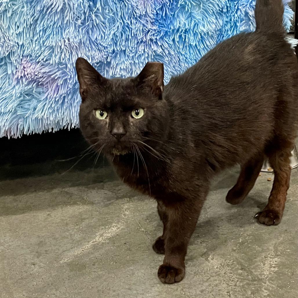 Happy Camper, a Adoptable Domestic Short Hair in Fairmont, WV image 2/3