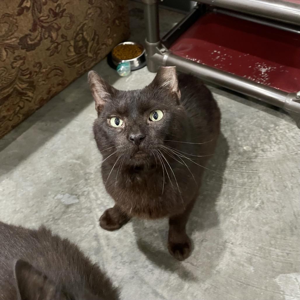 Happy Camper, a Adoptable Domestic Short Hair in Fairmont, WV image 3/3