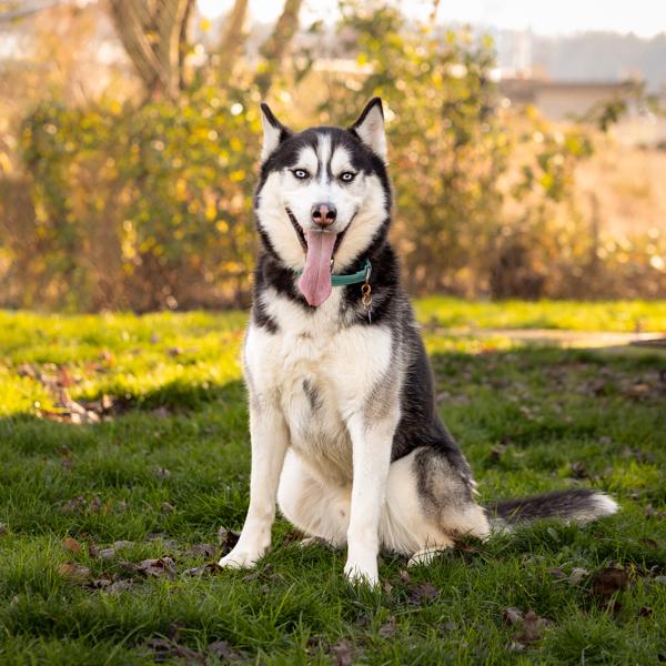 Enlarge Tundra, a Adoptable mixed breed in Salem, OR image 1/6