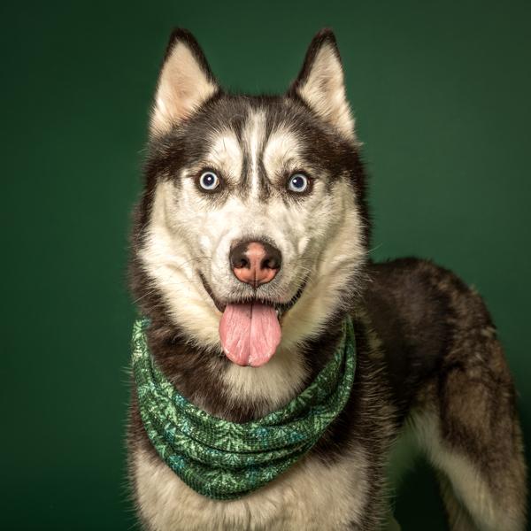 Enlarge Tundra, a Adoptable mixed breed in Salem, OR image 2/6