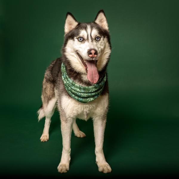 Enlarge Tundra, a Adoptable mixed breed in Salem, OR image 3/6