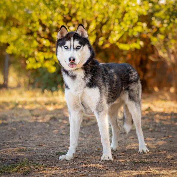 Enlarge Tundra, a Adoptable mixed breed in Salem, OR image 5/6