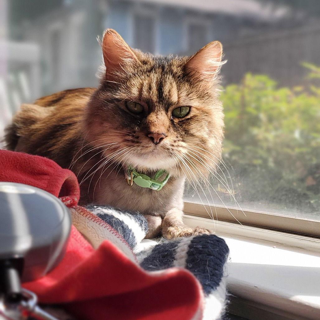 Pickles (New Digs) — thumbnail 2