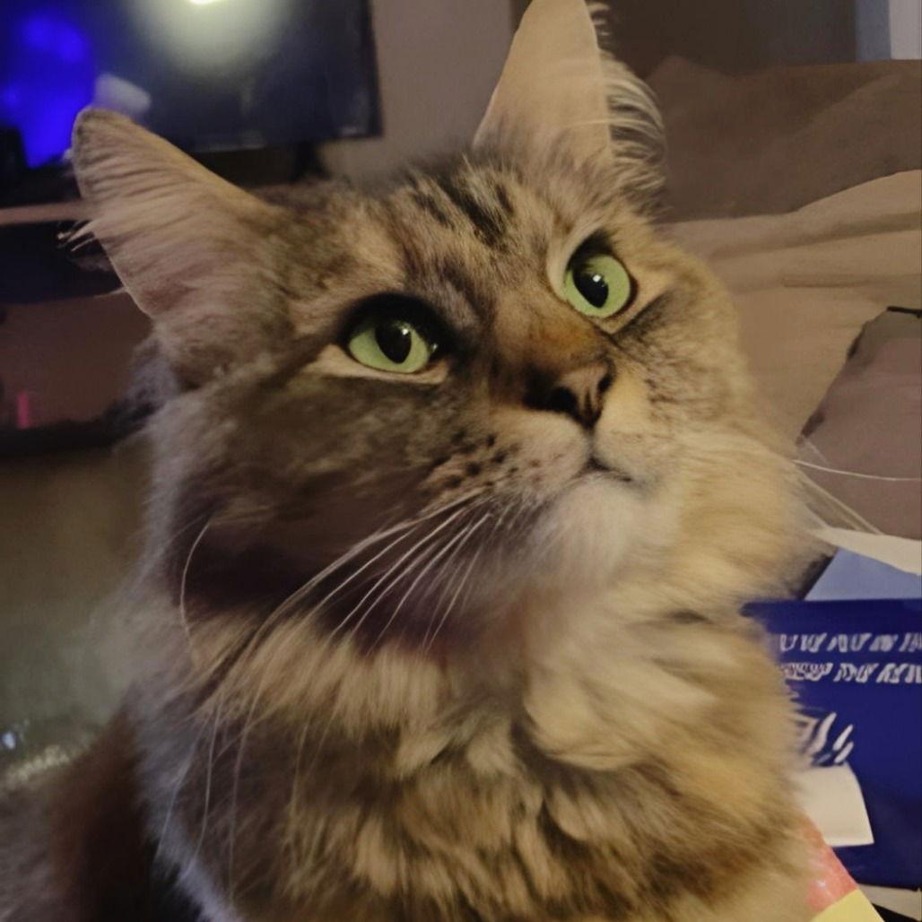 Pickles (New Digs) — thumbnail 3