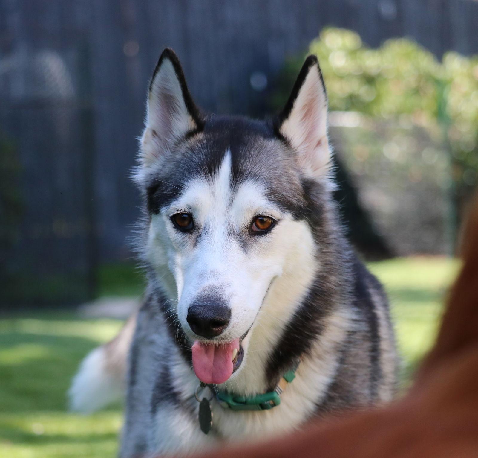 Asha **Courtesy Listing**, Adoptable, Adult Female Siberian Husky.