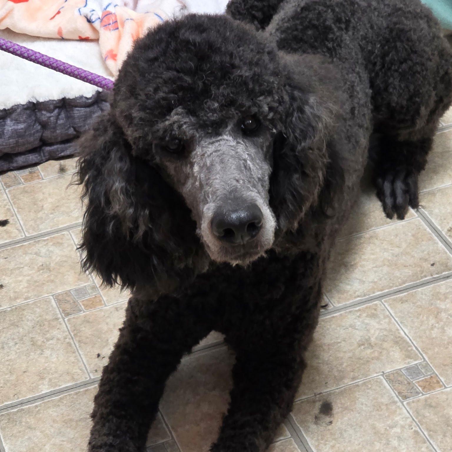 Saxon, ADOPTABLE, Young Male Poodle.