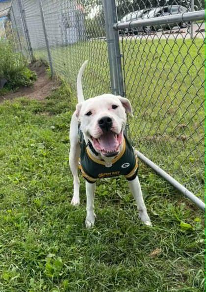 Peaches, ADOPTABLE, Adult Female Dogo Argentino.