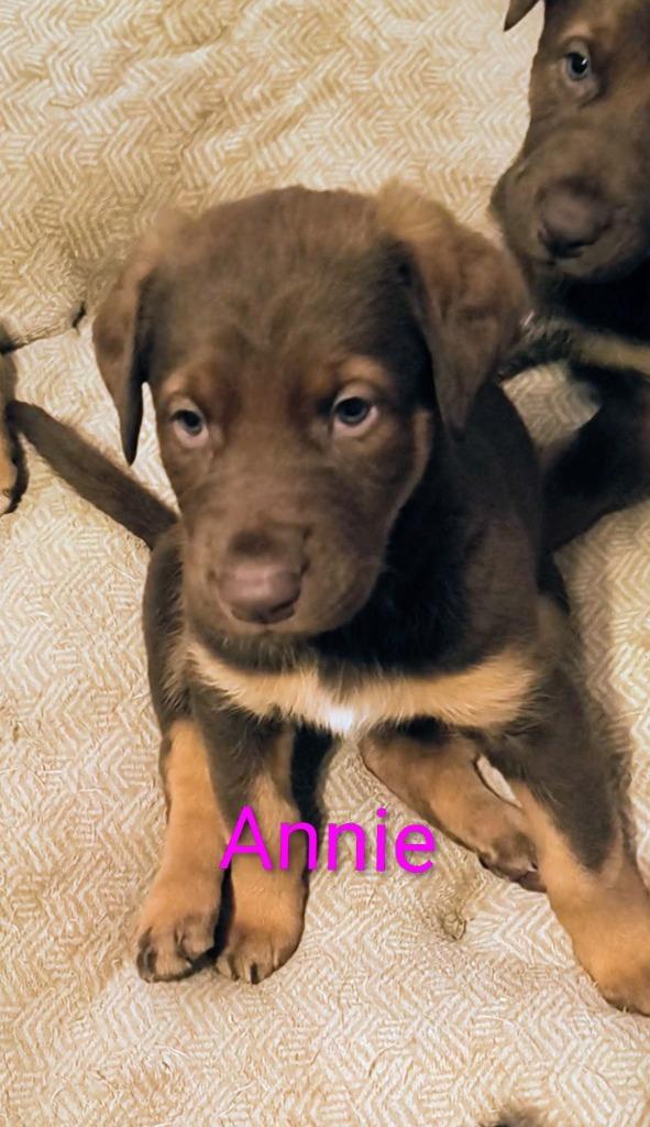 Annie, Adoptable, Puppy Female Doberman Pinscher & German Shepherd Dog.
