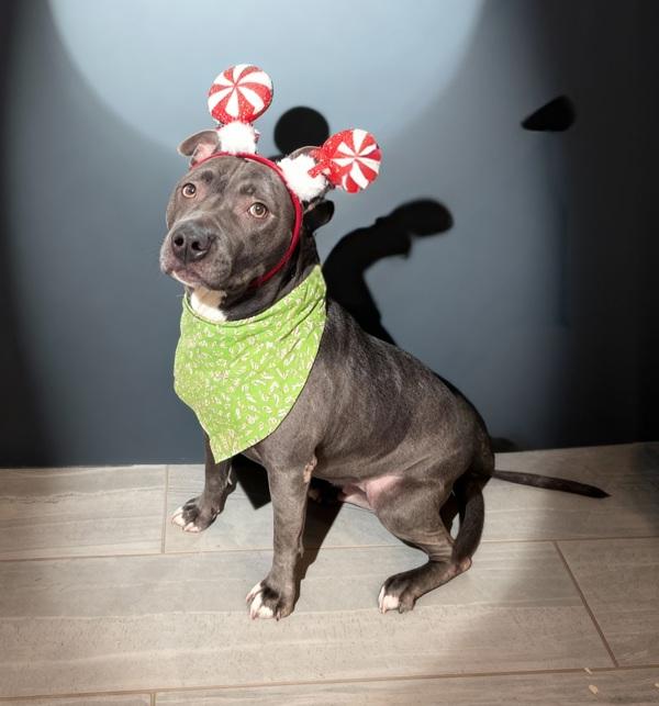 Enlarge Bella Lou, a Adoptable mixed breed in Lafayette, LA image 2/2