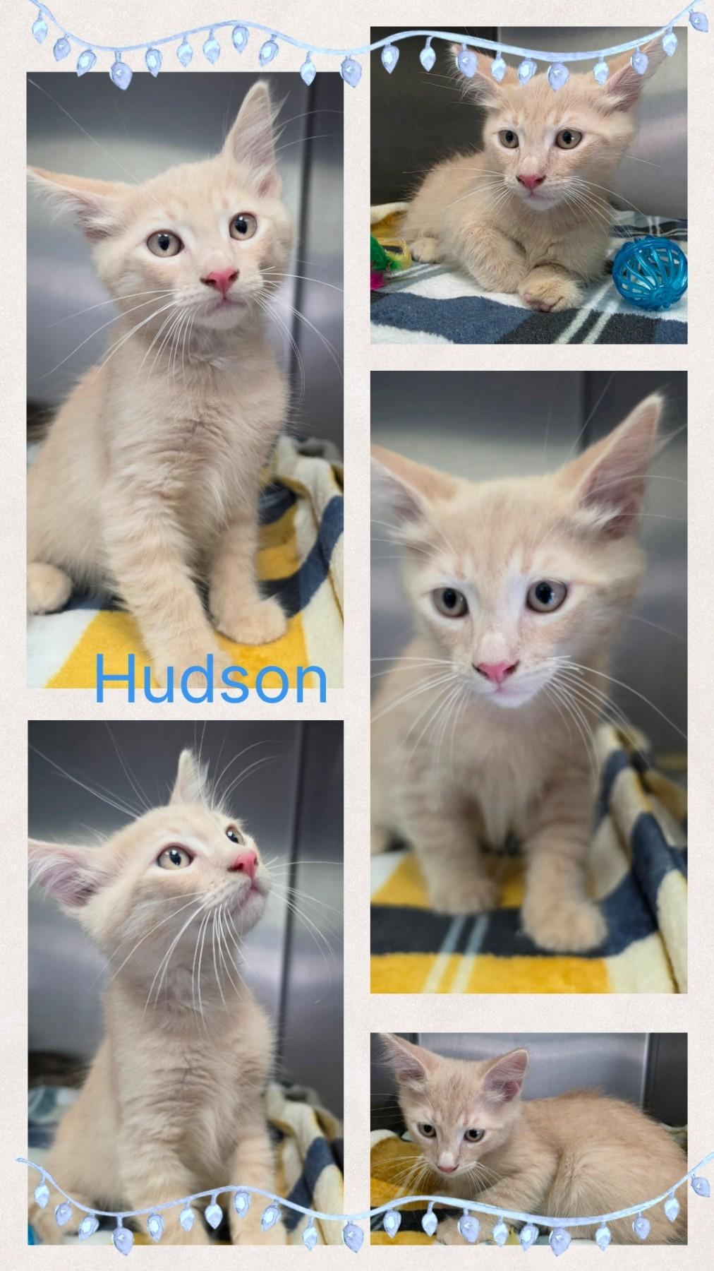 Enlarge Hudson, a ADOPTABLE mixed breed in Universal City, TX image 1/1