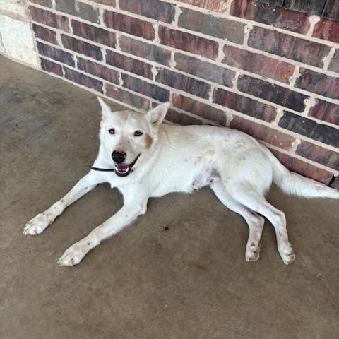 GIRL, ADOPTABLE, Young Female Australian Cattle Dog / Blue Heeler.