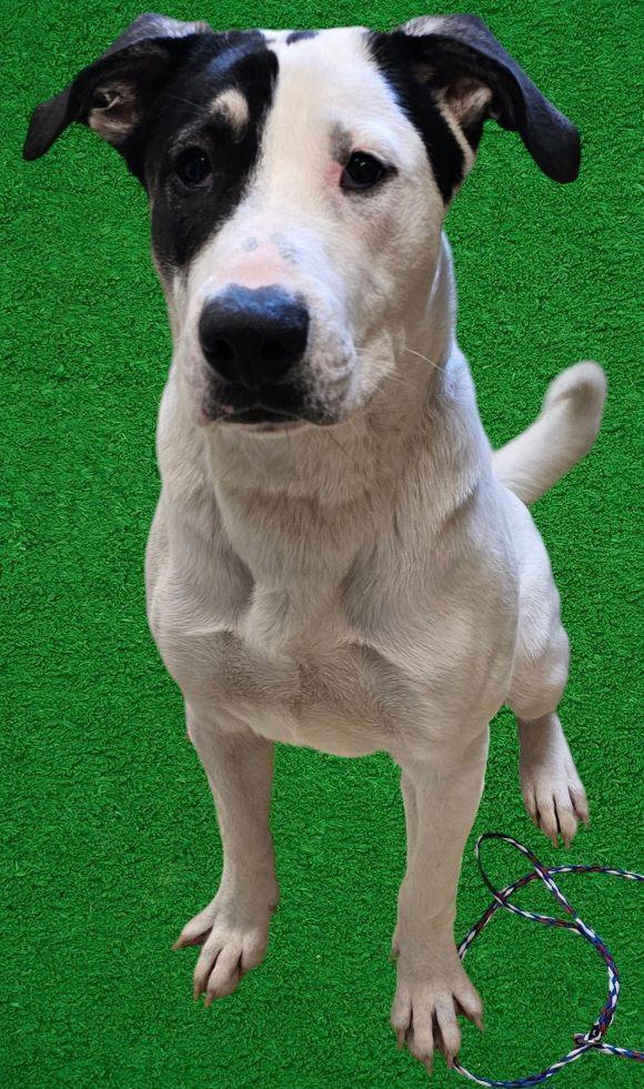 Comet, an adoptable Labrador Retriever Mix in New Castle, IN_image-1
