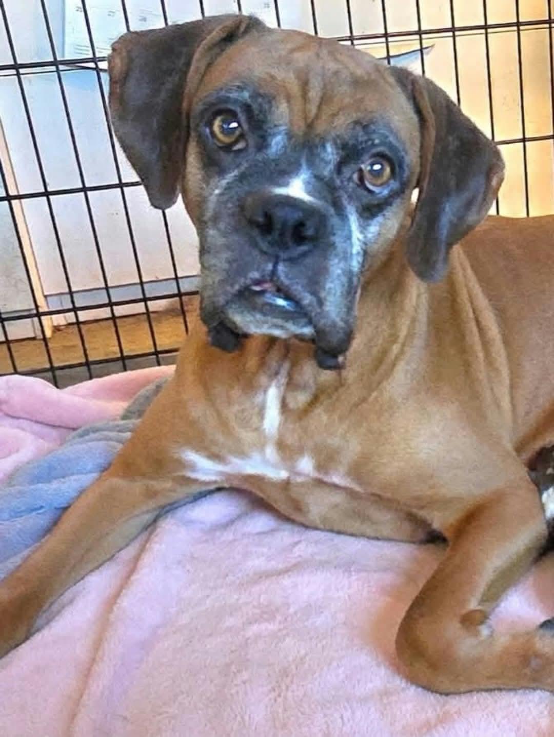 Bumblebee - Need Foster photo