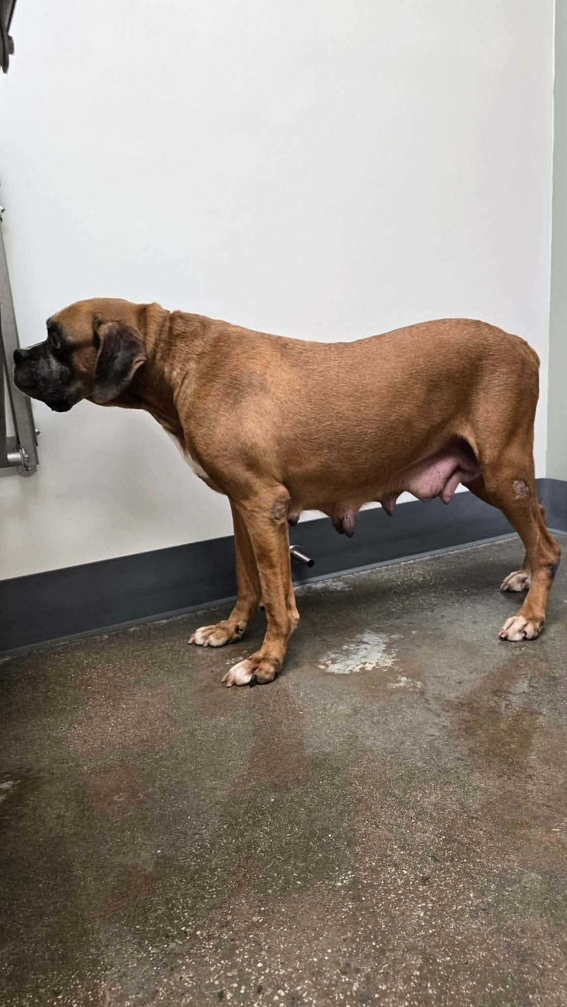Enlarge Bumblebee - Need Foster, a Adoptable Boxer in Middlesex, NJ image 6/6