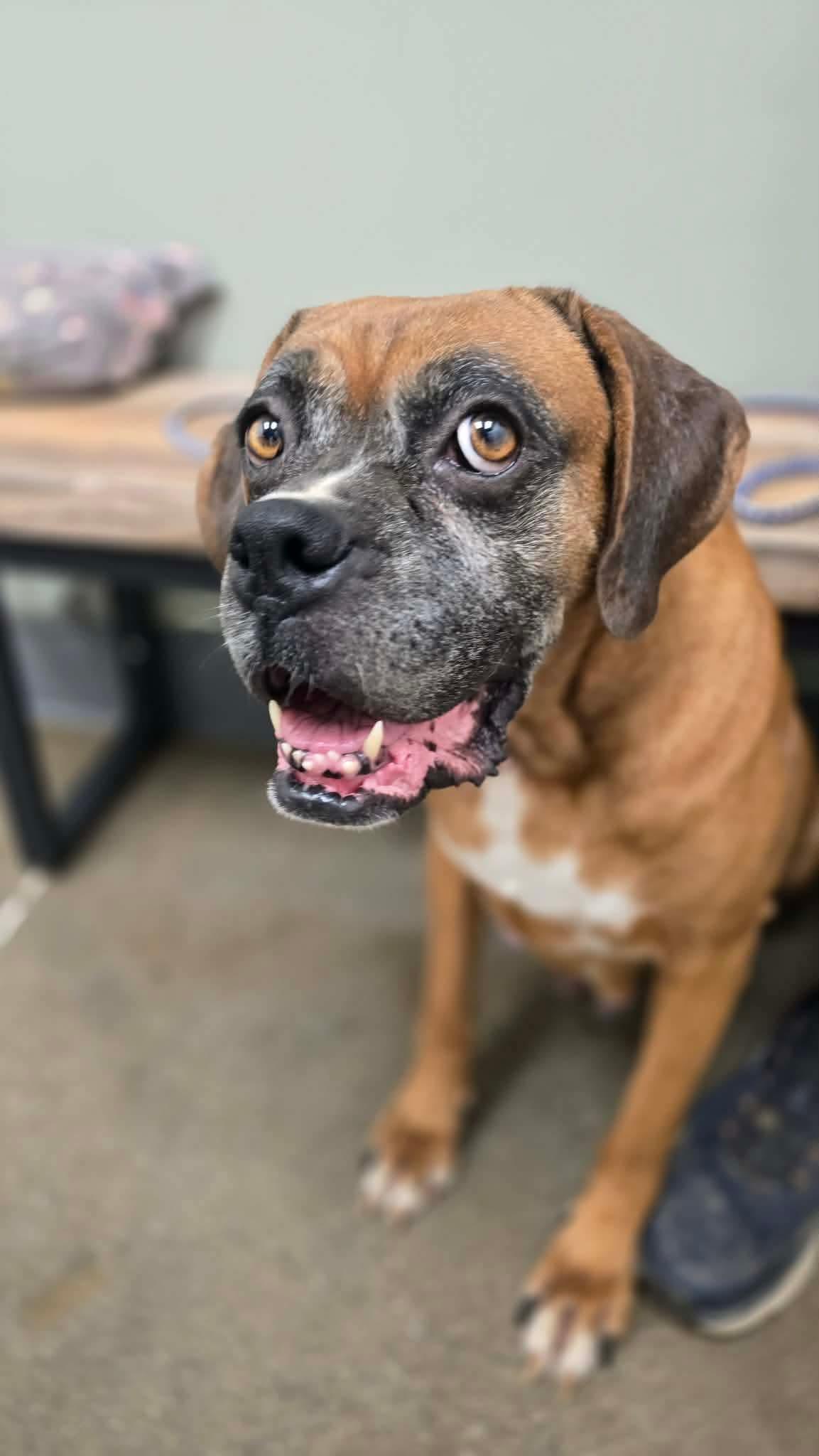 Enlarge Bumblebee - Need Foster, a Adoptable Boxer in Middlesex, NJ image 4/6