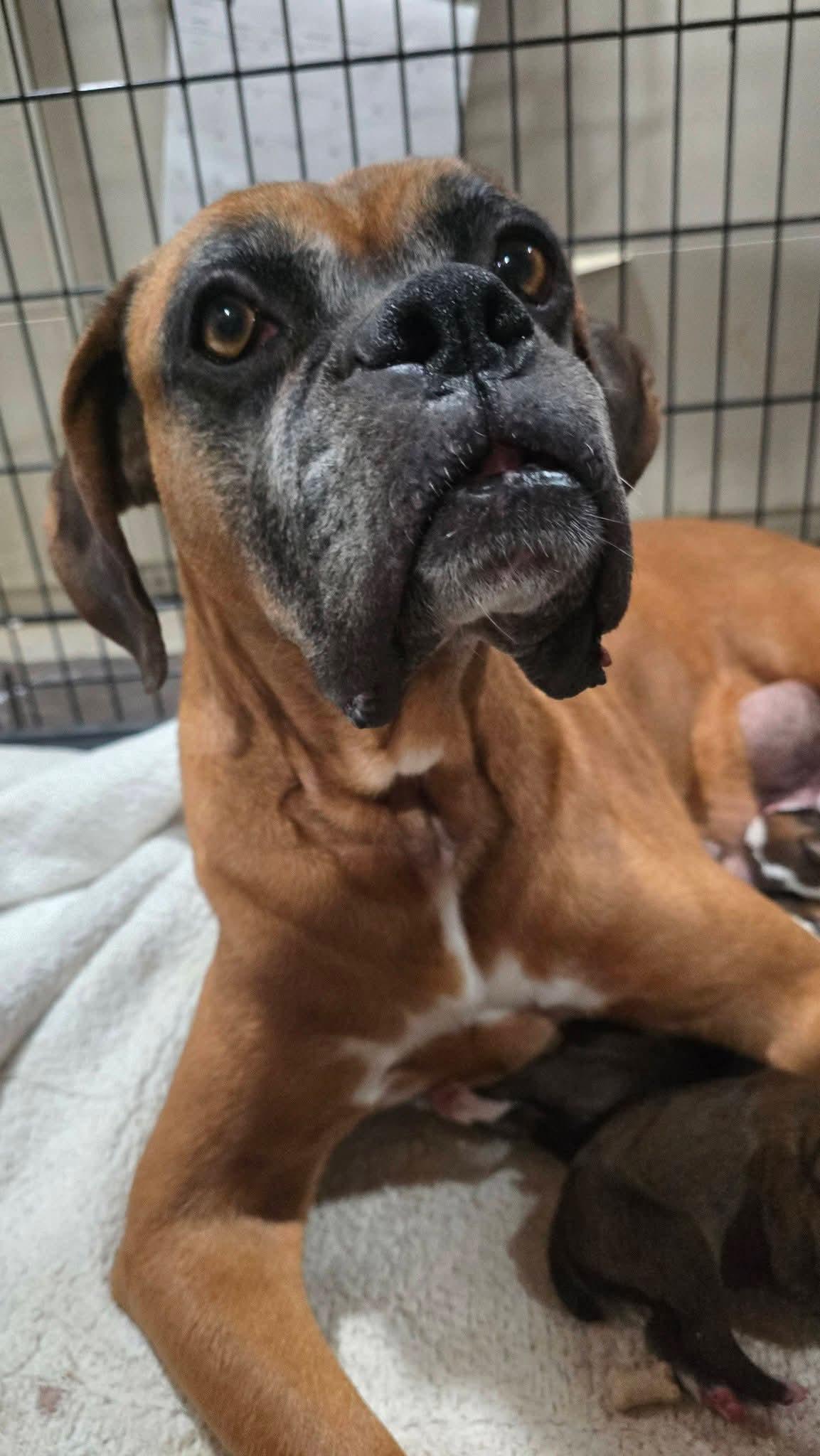 Enlarge Bumblebee - Need Foster, a Adoptable Boxer in Middlesex, NJ image 5/6