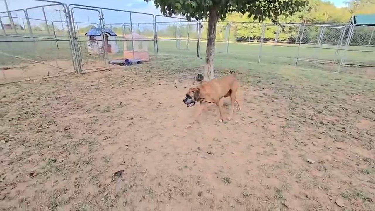 Enlarge Bumblebee - Need Foster, a Adoptable Boxer in Middlesex, NJ video 2/6