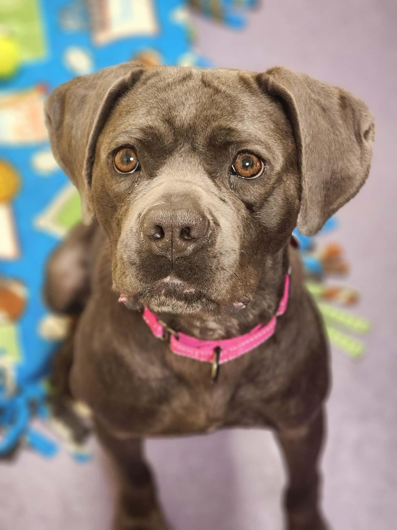 Enlarge Cypress! , a ADOPTABLE mixed breed in Port Huron, MI image 6/6