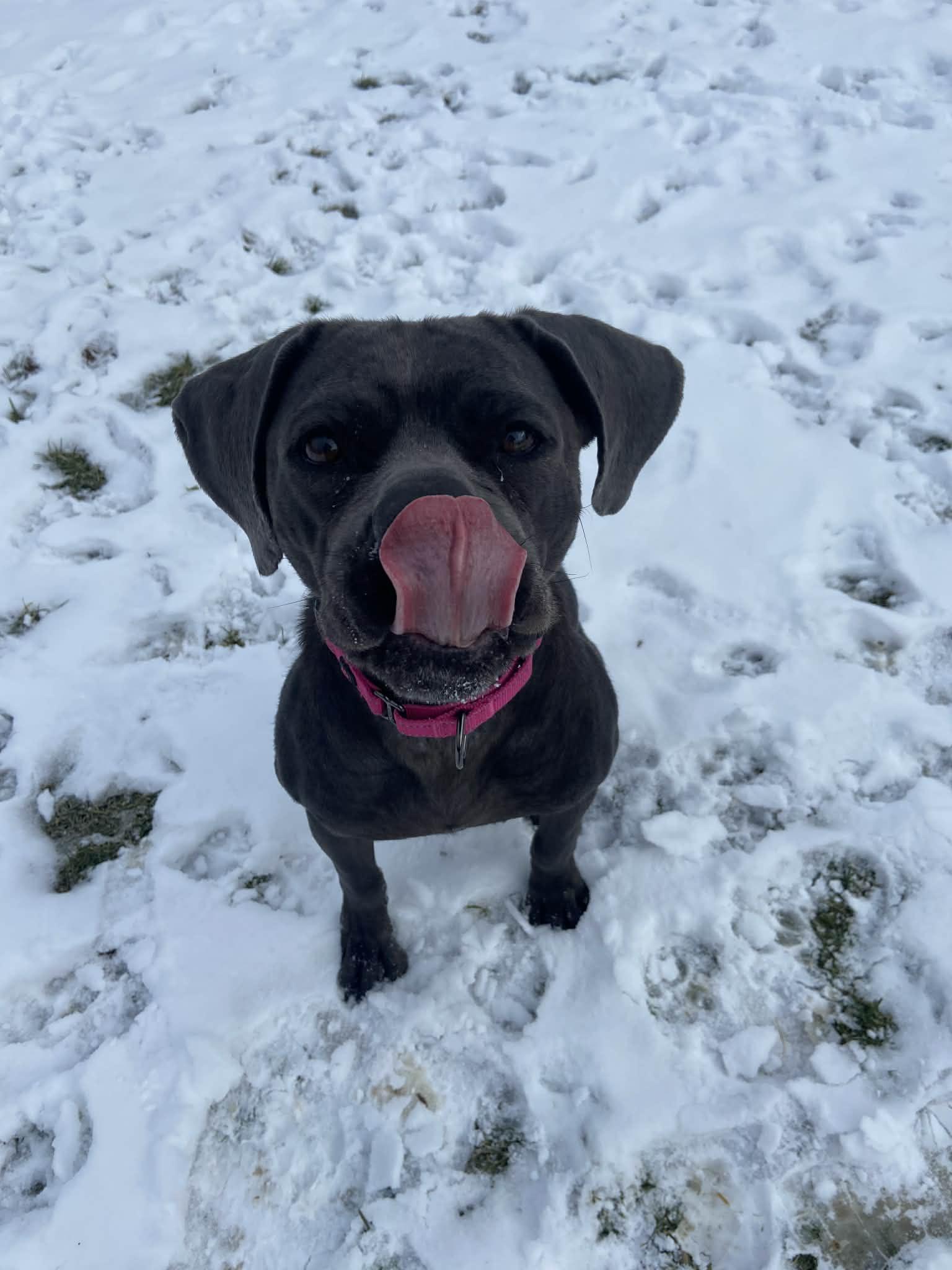 Enlarge Cypress! , a ADOPTABLE mixed breed in Port Huron, MI image 3/6