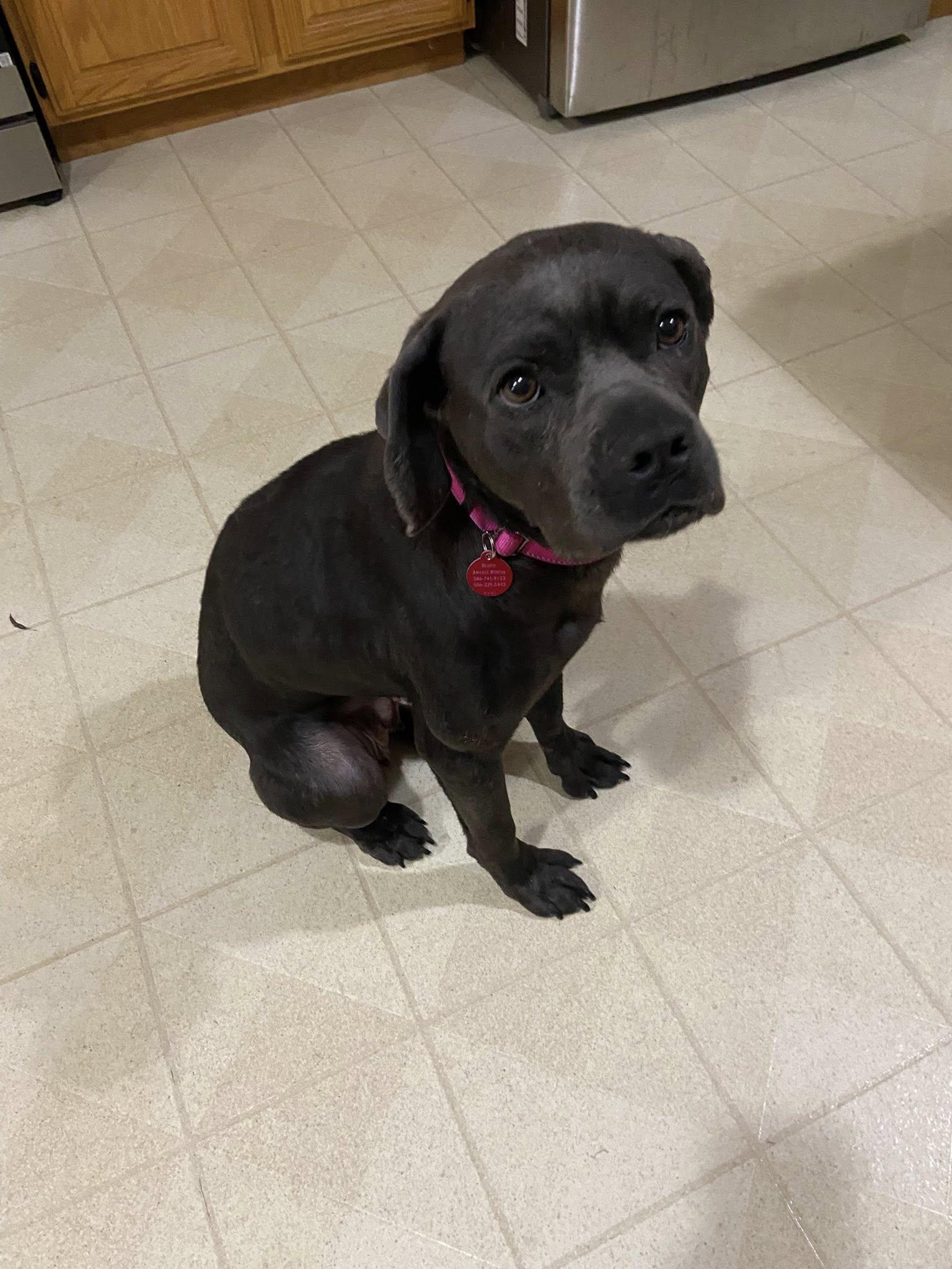 Enlarge Cypress! , a ADOPTABLE mixed breed in Port Huron, MI image 5/6