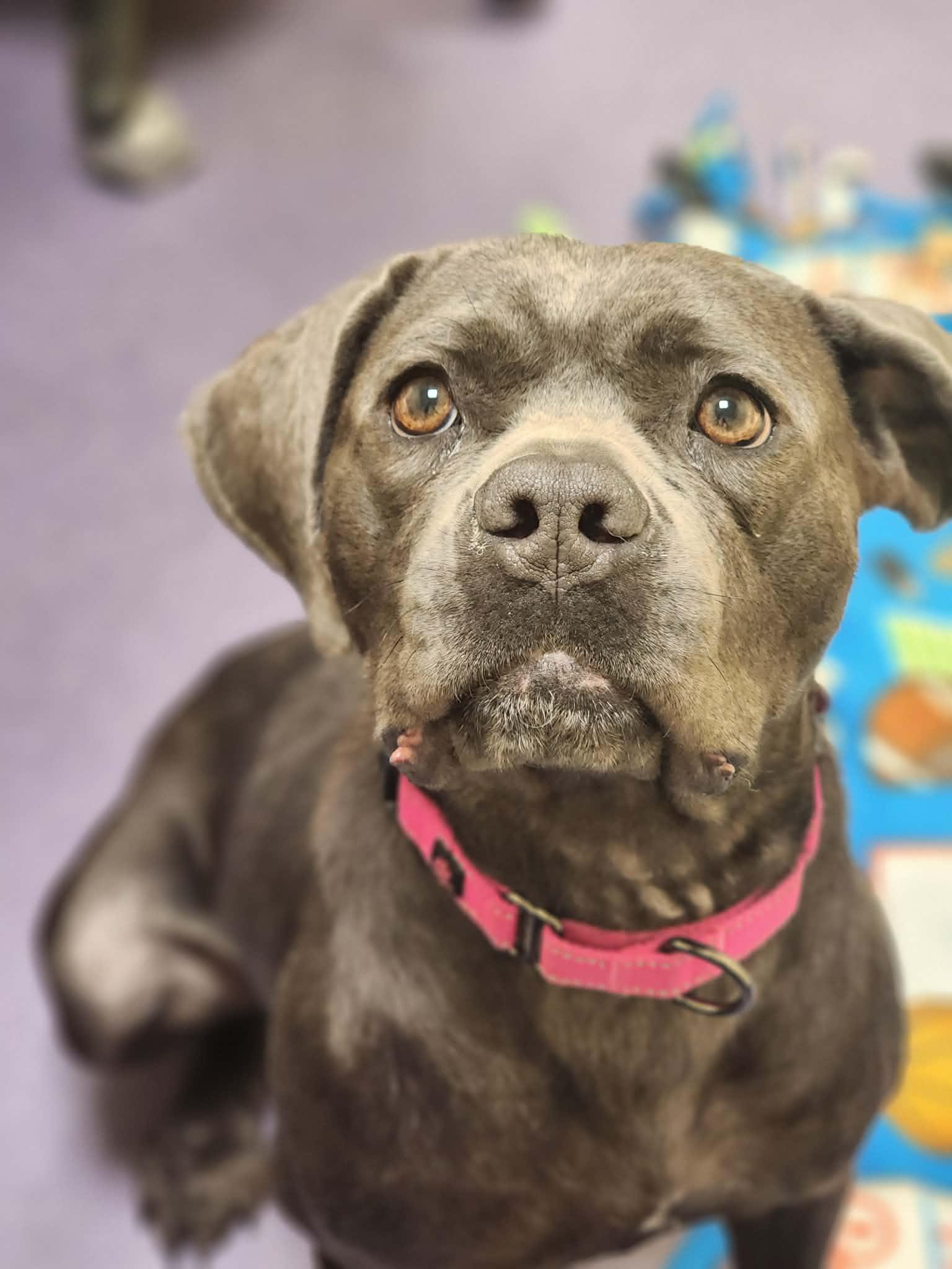 Enlarge Cypress! , a ADOPTABLE mixed breed in Port Huron, MI image 2/6