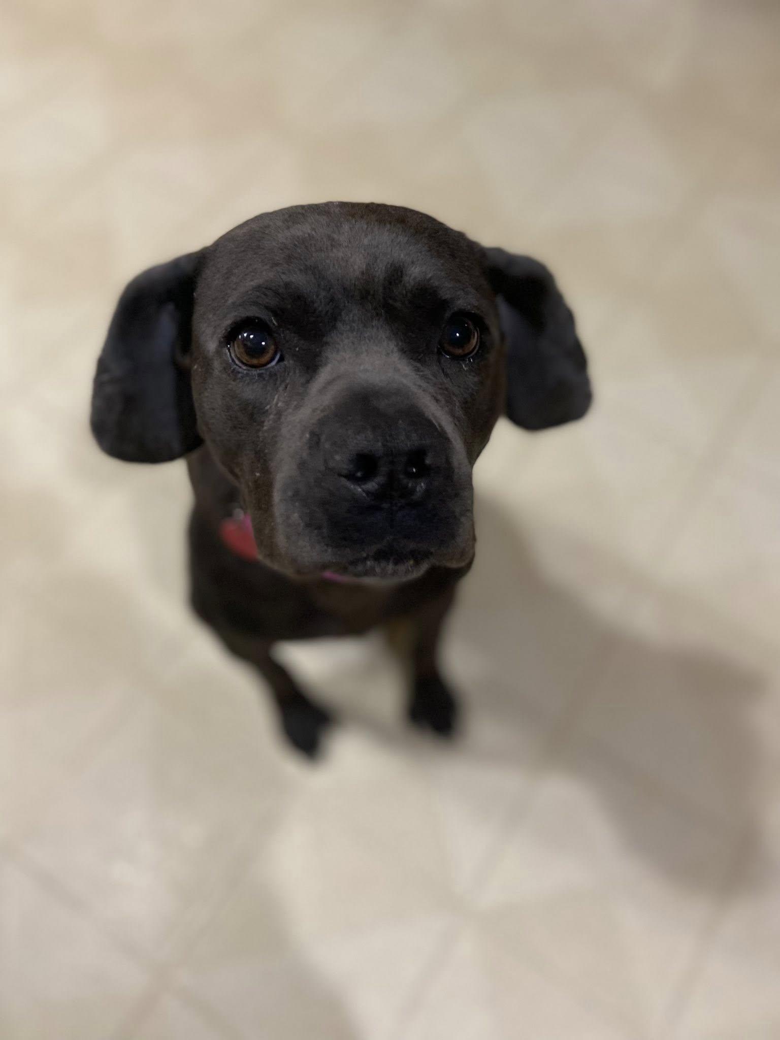 Enlarge Cypress! , a ADOPTABLE mixed breed in Port Huron, MI image 4/6