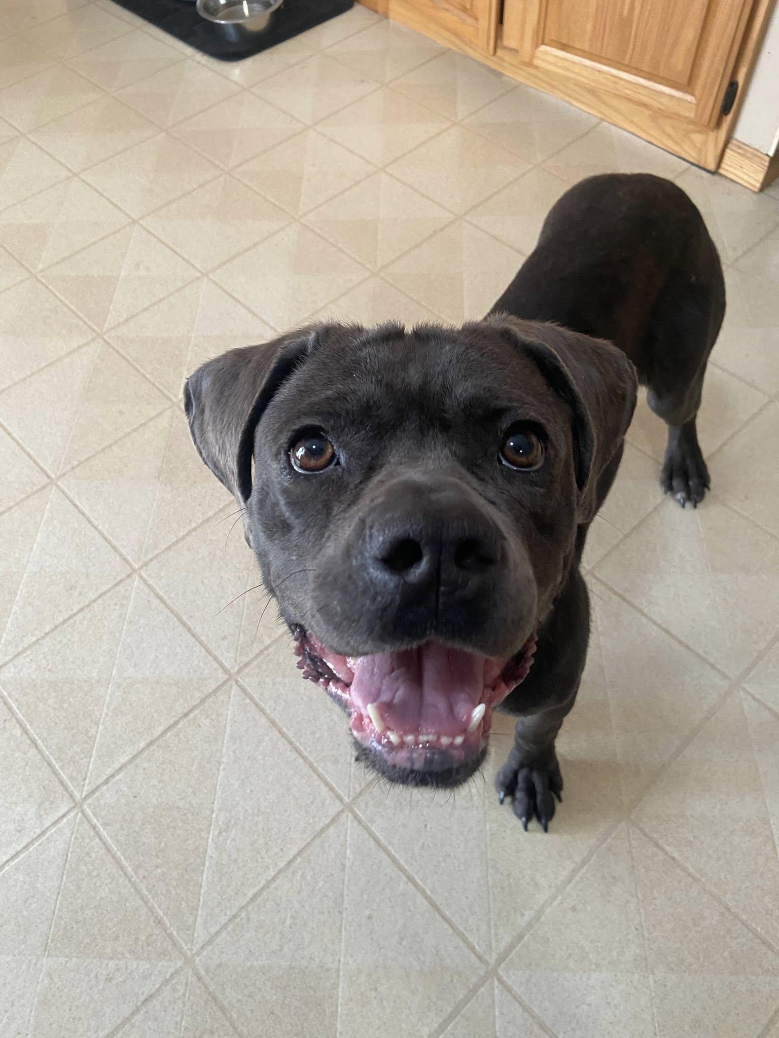 Cypress! , ADOPTABLE, Young Female Cane Corso & Boxer.