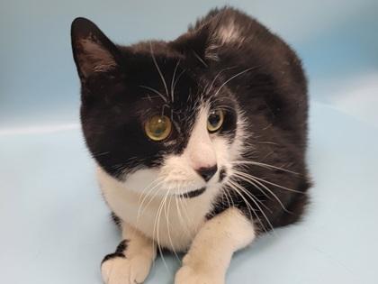 Gino, Adoptable, Senior Male Domestic Short Hair.