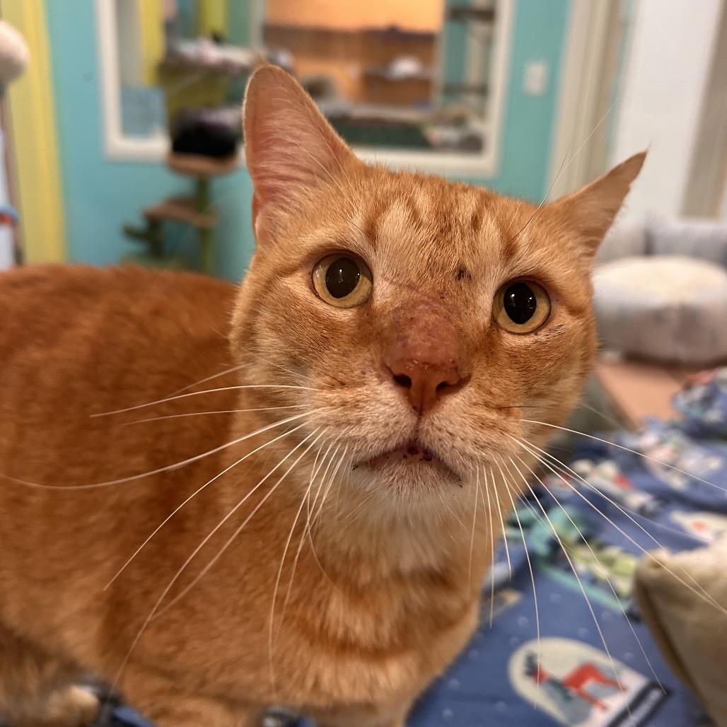 Enlarge Jones, a Adoptable Domestic Medium Hair in Fresno, CA image 1/3