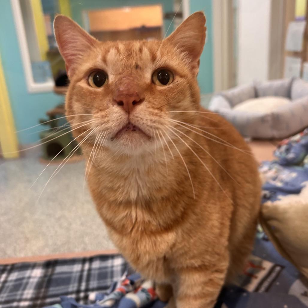 Enlarge Jones, a Adoptable Domestic Medium Hair in Fresno, CA image 2/3