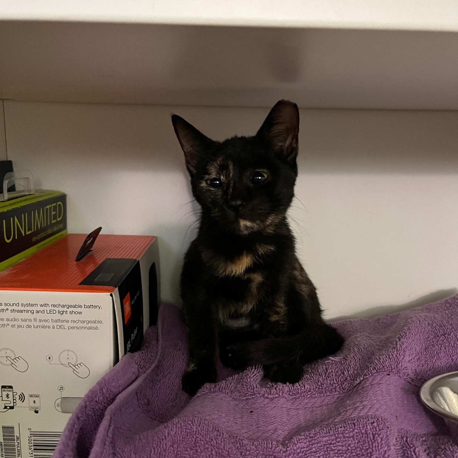 Ali ~ Foster or Adopter needed, Adopted, Kitten Female Domestic Short Hair.