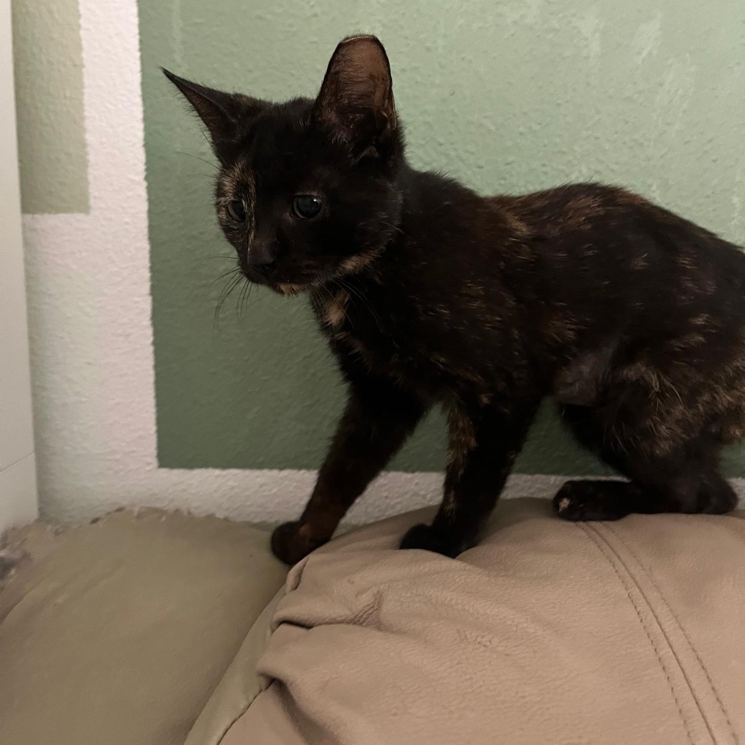 Ali ~ Foster or Adopter needed, a Adopted Domestic Short Hair in Avon Park, FL image 2/5