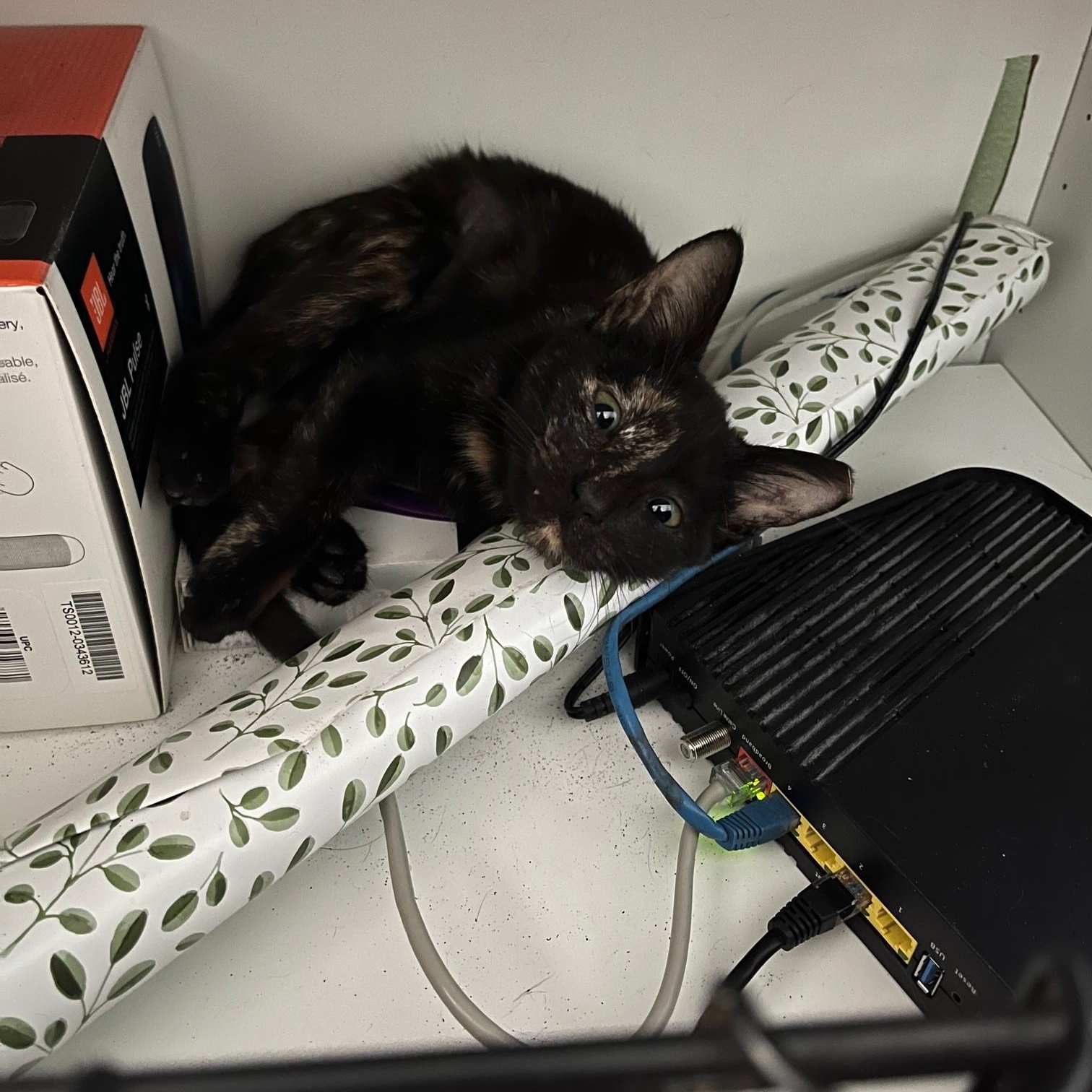 Ali ~ Foster or Adopter needed, a Adopted Domestic Short Hair in Avon Park, FL image 3/5