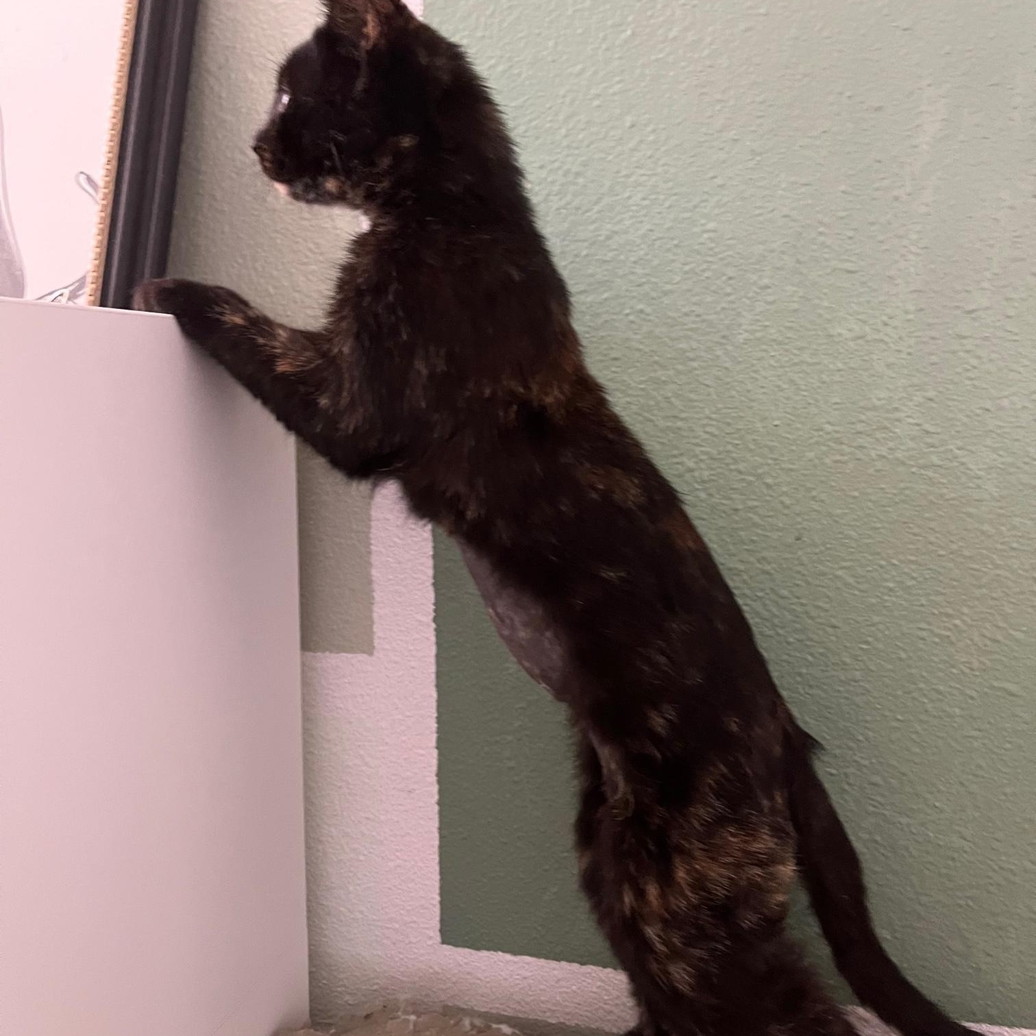 Ali ~ Foster or Adopter needed, a Adopted Domestic Short Hair in Avon Park, FL image 4/5