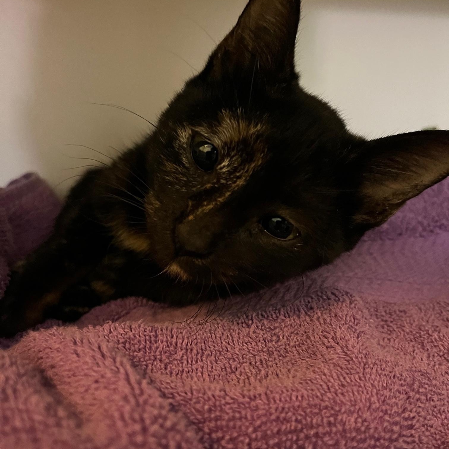 Ali ~ Foster or Adopter needed, a Adopted Domestic Short Hair in Avon Park, FL image 5/5