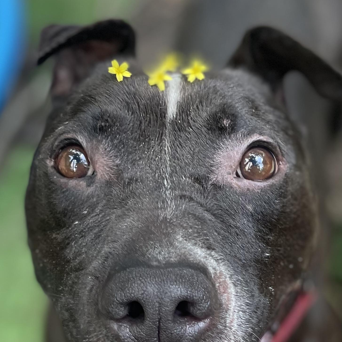 Machomans (Fee SPONSORED), a Adoptable Pit Bull Terrier in Portland, ME image 5/5