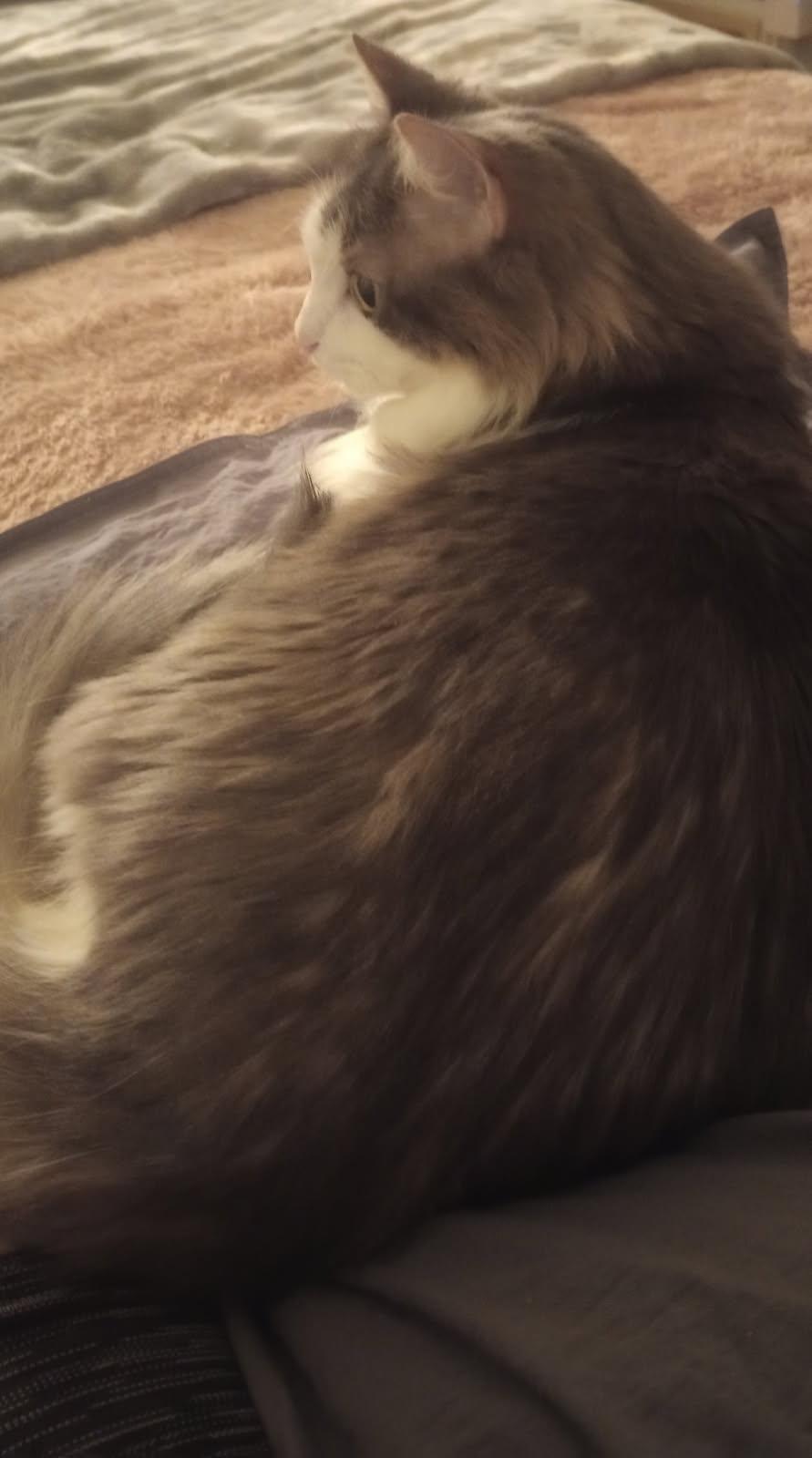 Enlarge Sofia, an adoptable Domestic Long Hair in Duluth, GA image 3/6