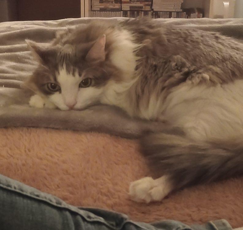 Sofia (Adoption fee sponsored), adoptable, Senior Female Domestic Long Hair.