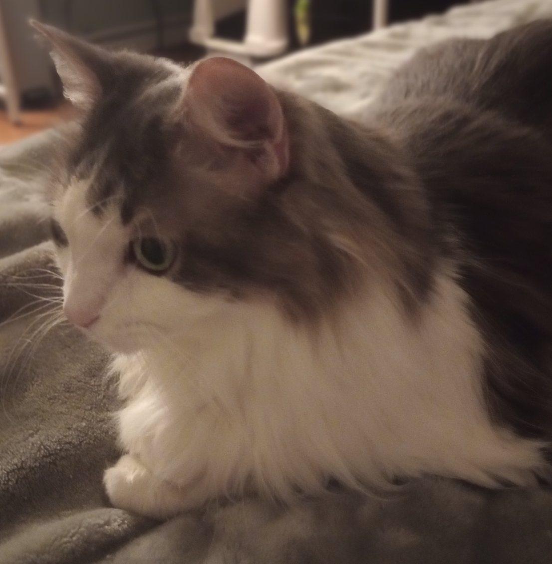 Enlarge Sofia, an adoptable Domestic Long Hair in Duluth, GA image 4/6