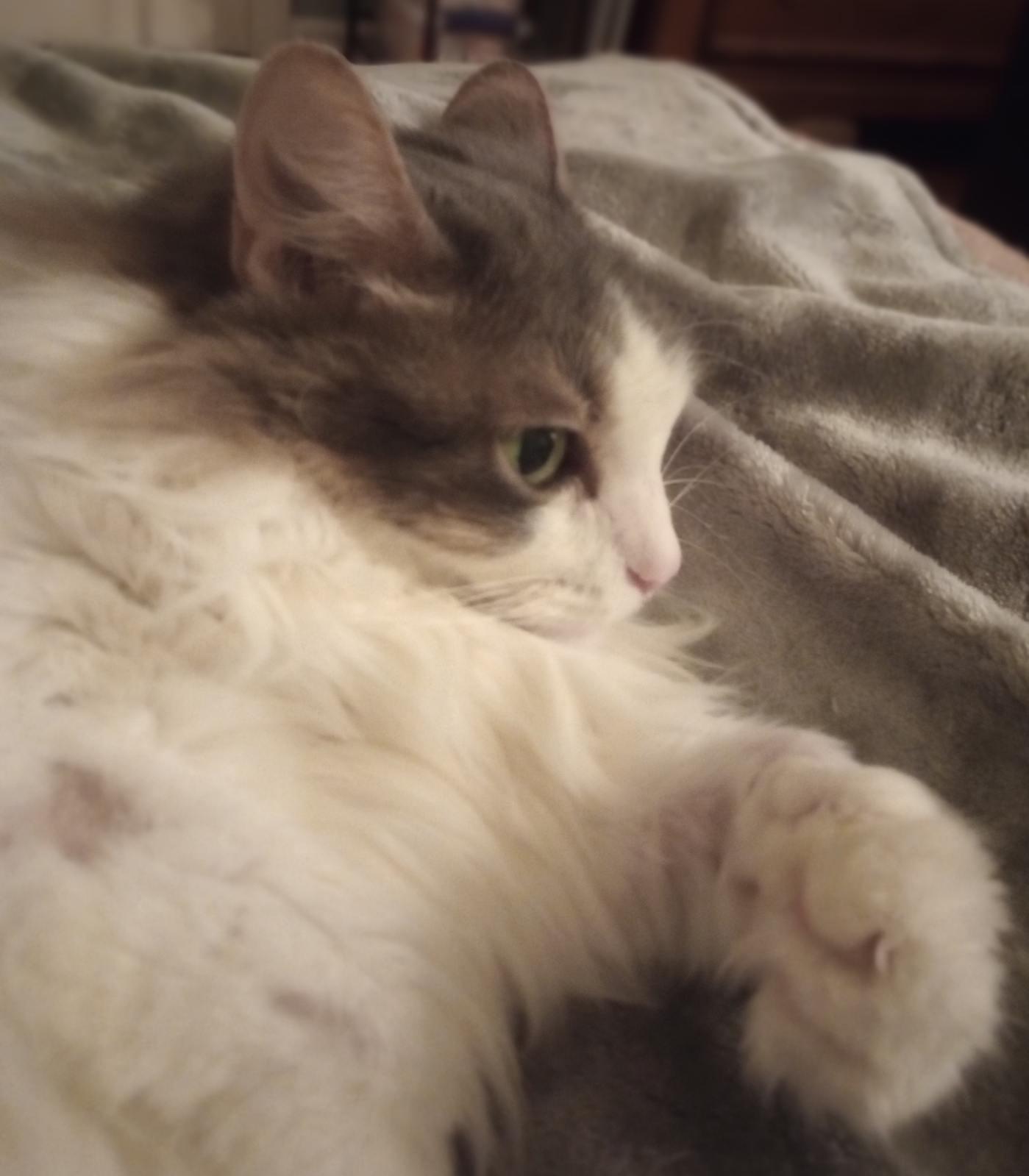 Enlarge Sofia, an adoptable Domestic Long Hair in Duluth, GA image 6/6