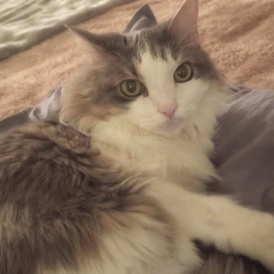 Enlarge Sofia, an adoptable Domestic Long Hair in Duluth, GA image 1/6