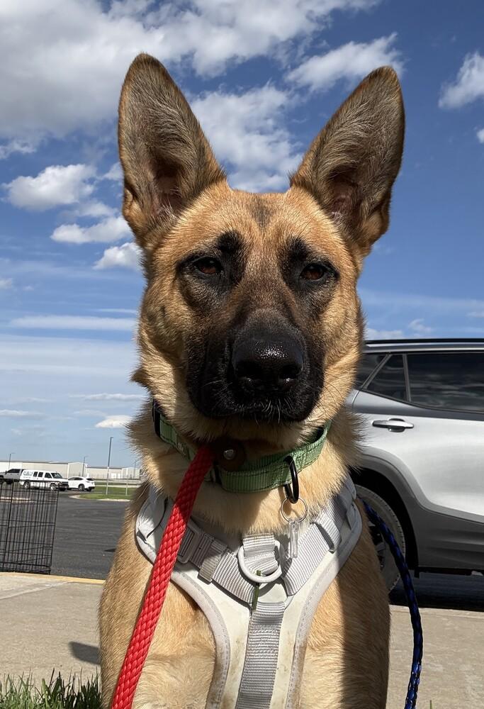 Bettina, a Adoptable mixed breed in Fredonia, WI image 1/3